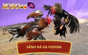 SẢNH ĐÁ GÀ XOSO66